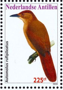 Chestnut-crowned Foliage-gleanerĀ (Automolus rufipileatus)